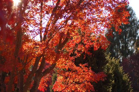 File:Japanese Maple Acer palmatum Autumn Tree 3008px.jpg - Wikimedia ...