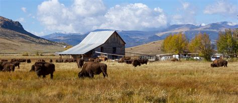 Which U.S. state is home to the oldest cattle ranch in America?