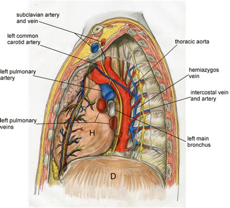 Mediastinum Anatomy - Anatomy Book