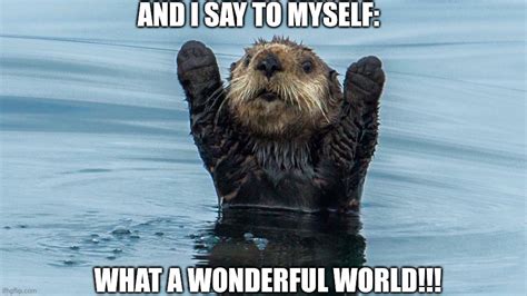 Happy otter - Imgflip