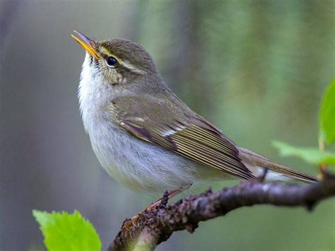 Arctic Warbler - eBird