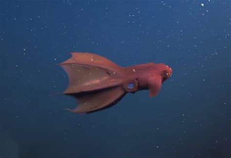 16 Surprising Vampire Squid Facts - Fact Animal