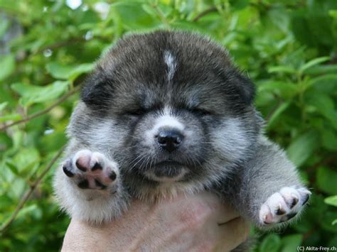 here's a Akita puppy (hachiko breed) forget about michael jackson monkey | Akita Dogs/Mixes ...