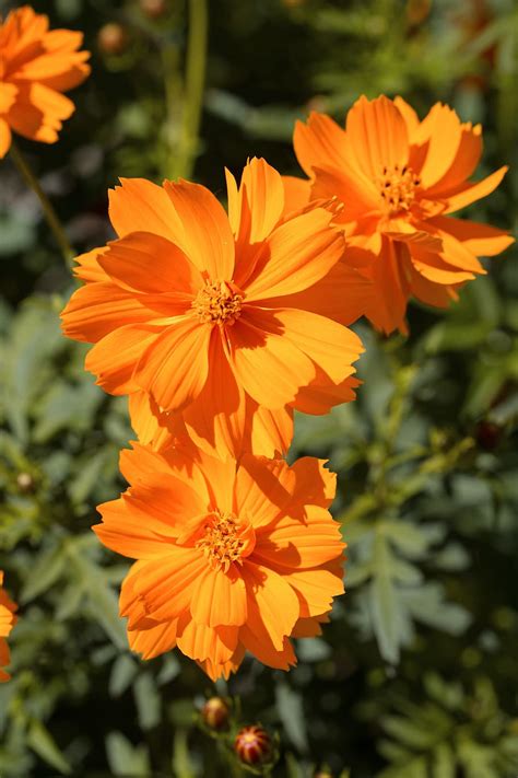 Orange Color Flower Hd Wallpapers | Best Flower Site