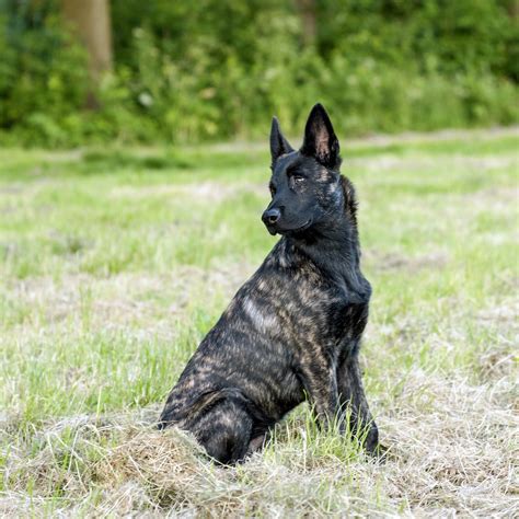 Xander (Baske de Goude Hollander) | Dutch shepherd dog, Malinois dog, Belgian malinois dog