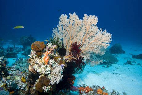 Coral Reef Overgrown Gorgonia Scleraxonia Indonesia Editorial Stock ...