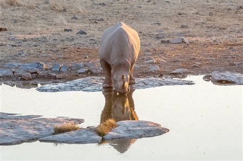 Black Rhino: Why Is It Endangered?