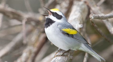 Great Lakes Birds | The Nature Conservancy