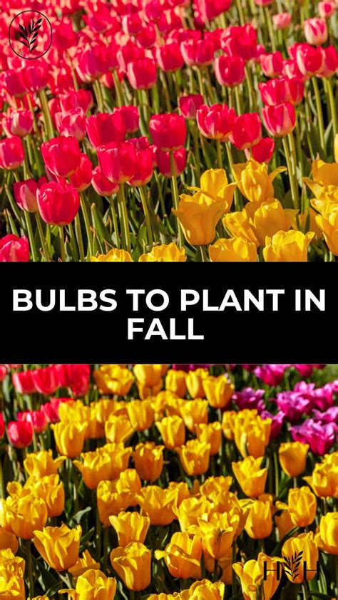 Bulbs to plant in fall 🍂🌷 Setting the stage for a vibrant spring bloom