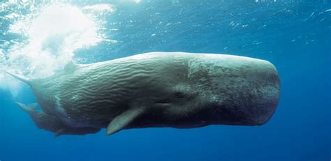 7 Facts About Sperm Whales • The National Wildlife Federation Blog : The National Wildlife ...