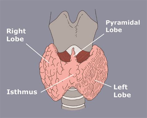 Thyroid Anatomy & Physiology - Miami Endocrine Surgery