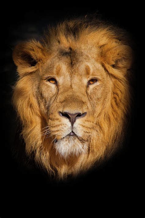 Portrait Of A Powerful Male Lion Isolated On A Black Background ...