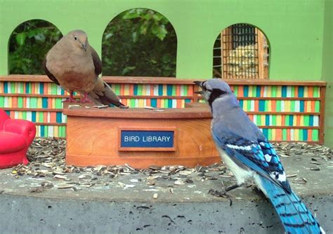 Dirty Bird – Bird Library