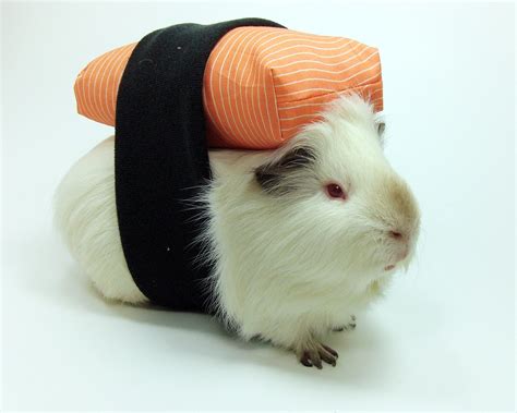 Guinea pig sushi | Brain's halloween costume - made from spo… | Flickr