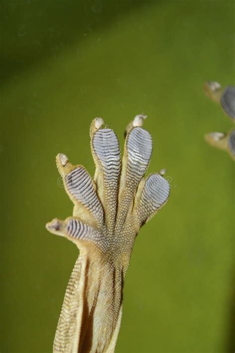 Lizard Foot. A lizard s foot, pressed against the glass, offers a ...