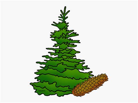 State Tree Of South Dakota - Black Hills Spruce South Dakota , Free Transparent Clipart - ClipartKey