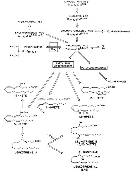 The Prostaglandins: Basic Chemistry and Action | GLOWM