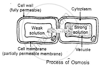 With the help of a diagram, explain osmosis in plant cells. - Biology | Shaalaa.com