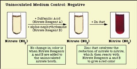 Nitrate Reduction Test - Gonorrhea - STD Information from CDC