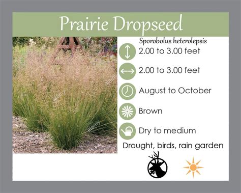 Prairie Dropseed - Landscape Design, Installation, Maintenance and ...