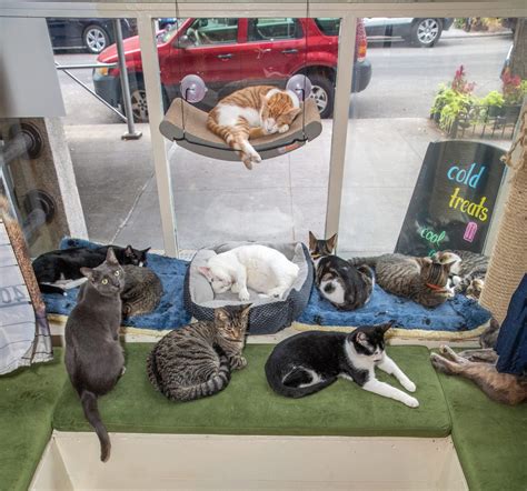 Cat Cafe Gets Funding To Help With Pandemic Surge In Demand For Cats - Bklyner