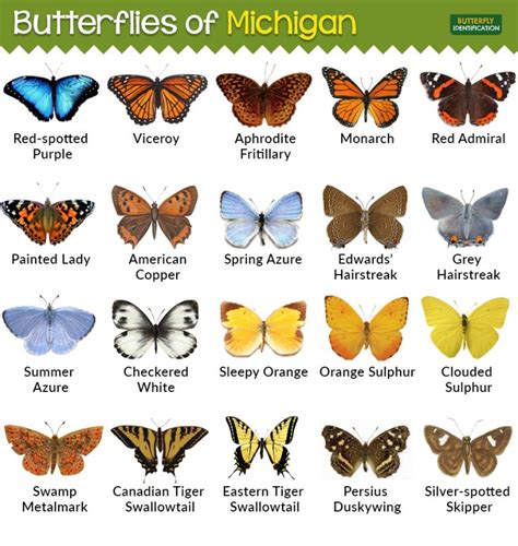 Types of Butterflies in Michigan