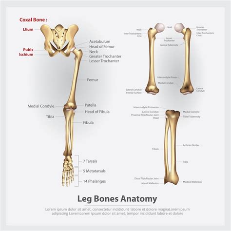 Illustration Vectorielle De L & # 39; Anatomie Humaine Des Os De La Jambe | Vecteur Gratuite