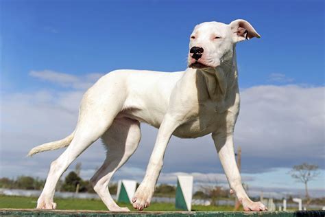 Dogo Argentino Dog Breed Information & Characteristics