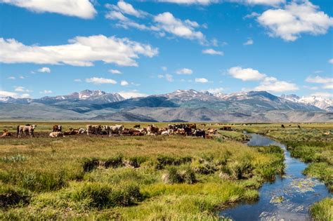 Sustainable Ranching: Navigating Challenges and Embracing Opportunities ...