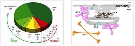 Typical pulmonary surfactant composition, Structural models of... | Download Scientific Diagram