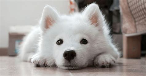 100 Cute Dog Names For Girl And Boy Dogs