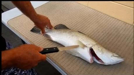 How to fillet fish to get the most off your fillet — Ryan Moody Fishing