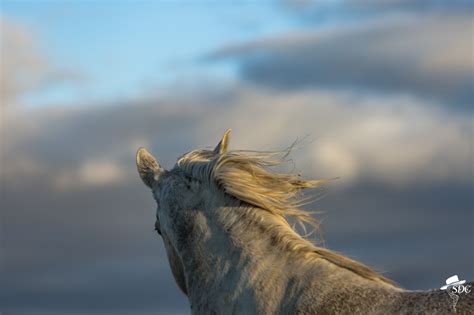 National Day of the Horse CavvySavvy.com - We Know Working Horses