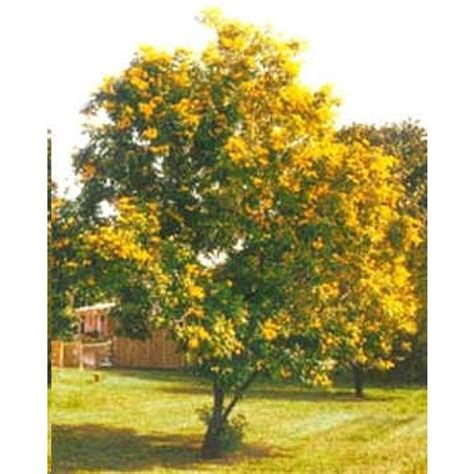 Yellow Trumpet Bells bush, 'yellow Elder' | Tree, Tree seeds