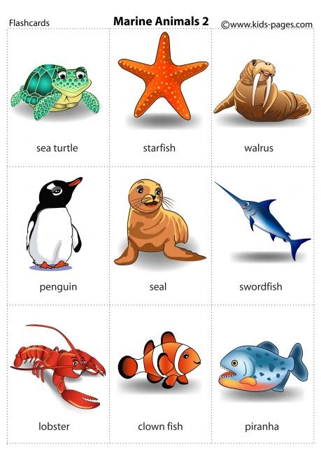 Sea Animals Pictures With Names For Kids