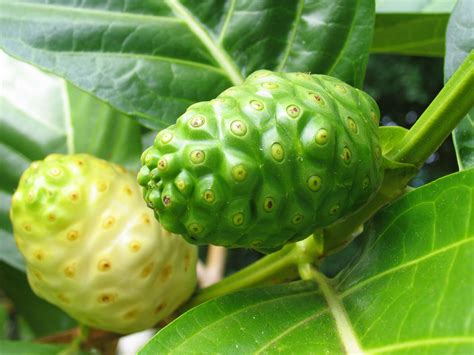 Polynesian Produce Stand : ~GREEN NONI~ Morinda Citrifolia Fruit Tree 12-18+in Potted Plant