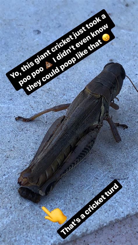 Cricket Poop : r/Weird