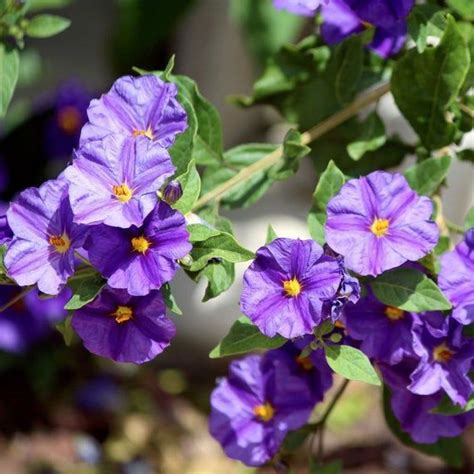 Garden Shrubs Purple Flowers - Thuem Garden Plant