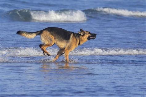 German Shepherd Hip Dysplasia Symptoms, Treatments, and More | BARK Post