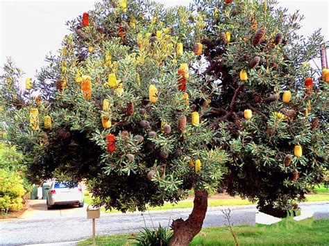 banksia tree | Australian wildflowers, Plants, Tree