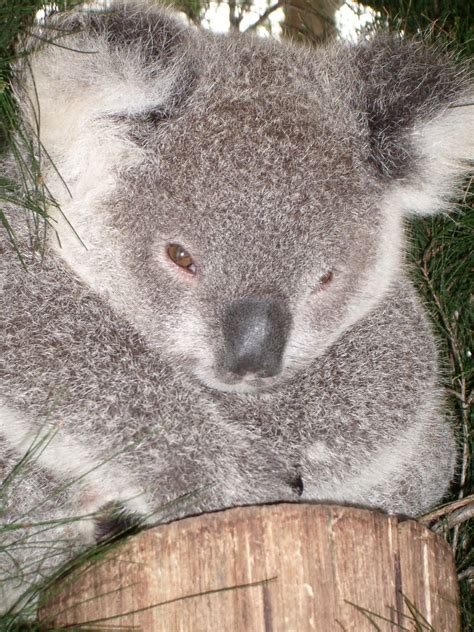 The laughing garden: Baby Koala