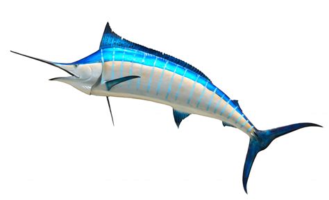 Blue Marlin Free Stock Photo - Public Domain Pictures