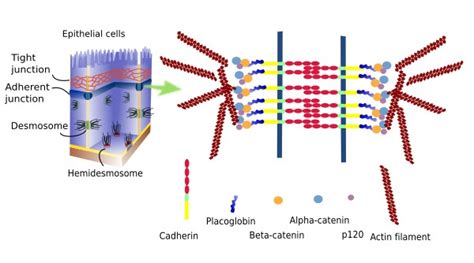 Desmosomes Tight Junctions And Gap Junctions