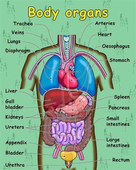 Torso Diagram Of Organs