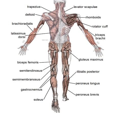 Muscle Attachments to Bone as an unrecognised cause of pain