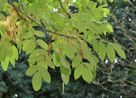 Fraxinus latifolia (Oleaceae) image 35514 at PlantSystematics.org