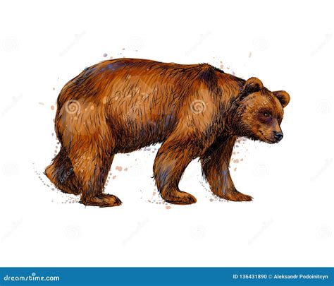 Portrait of a Brown Bear from a Splash of Watercolor Stock Vector - Illustration of background ...