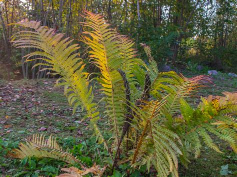 Free Images : image, terrestrial plant, vegetation, tree, ostrich fern, ferns and horsetails ...