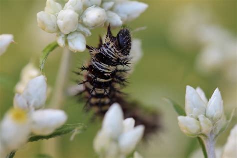 Landscaping with a Purpose – What’s Diversity Got To Do with It? - Ecological Landscape Alliance