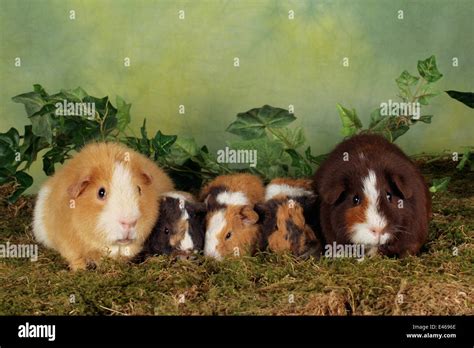 guinea pig family Stock Photo - Alamy